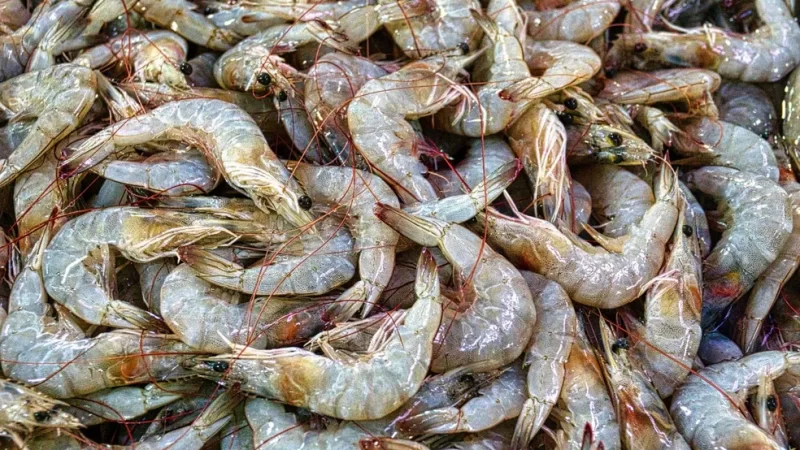 Municípios do RN caem no ranking de produção de camarão, diz IBGE