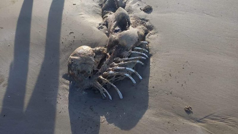 Esqueleto em forma de sereia surpreende banhistas em praia da Austrália